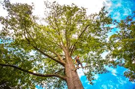 Best Tree Removal  in Lancaster, OH