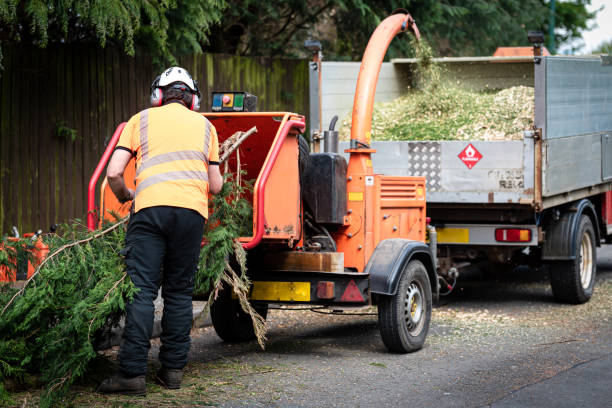 Best Root Management and Removal  in Lancaster, OH