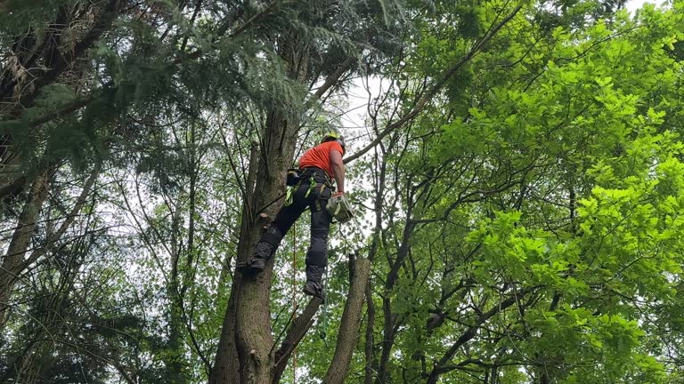  Lancaster, OH Tree Care Services Pros